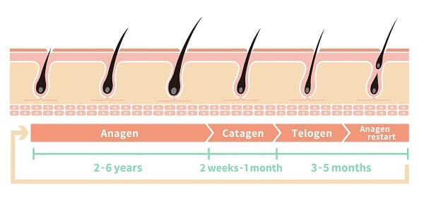 accelerateur de barbe : cycle de vie du poil